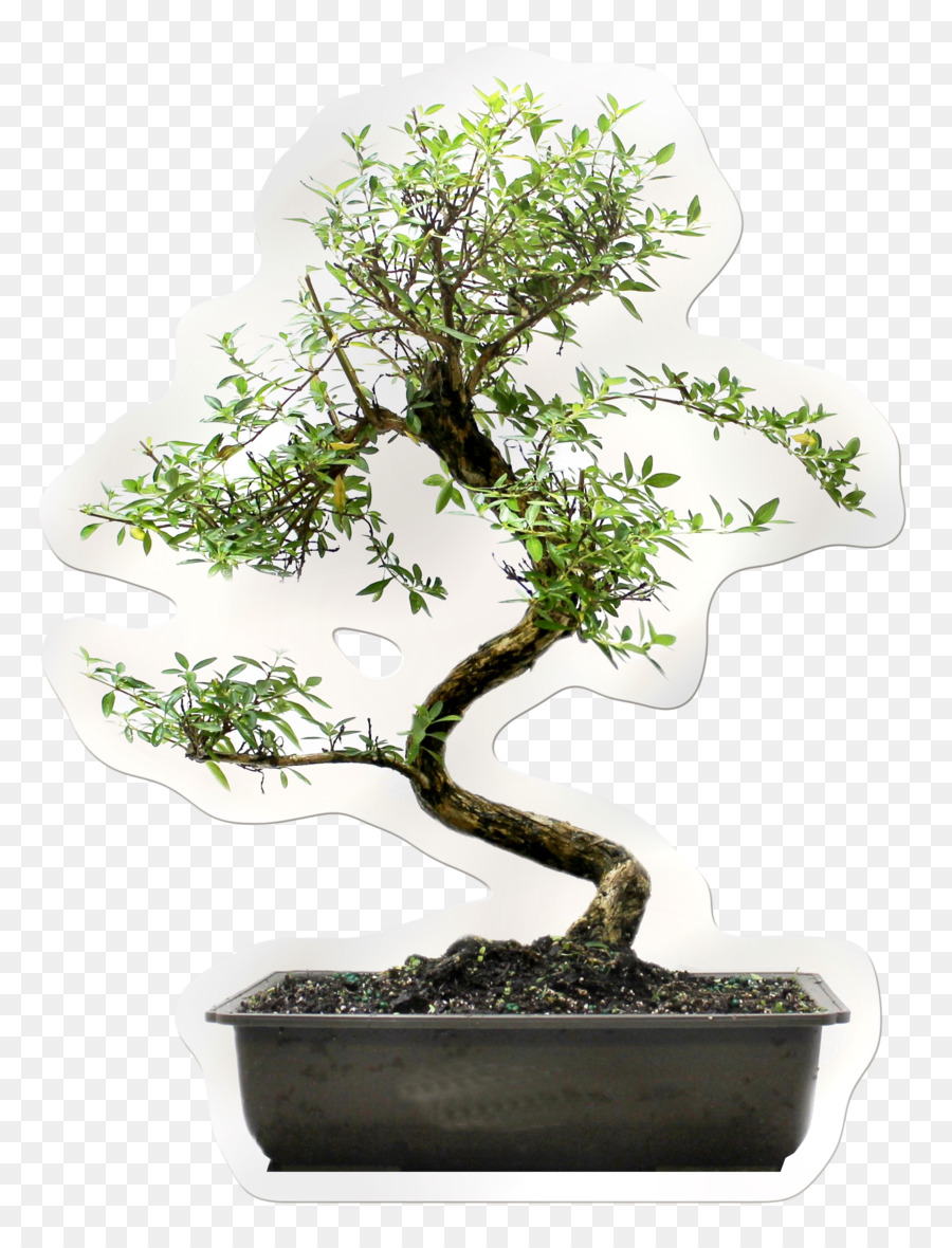 Árvore Bonsai，Pote PNG