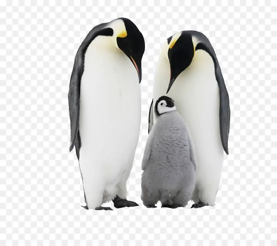 Penguin，Antártica PNG