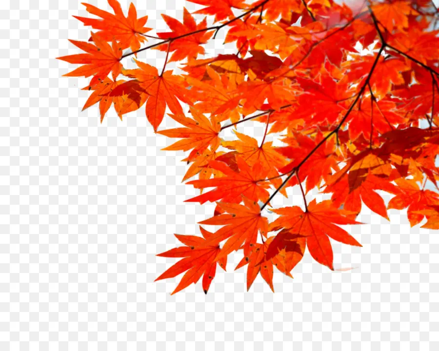Maple Leaf，Outono PNG