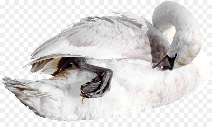 Cisne Branco，Pássaro PNG