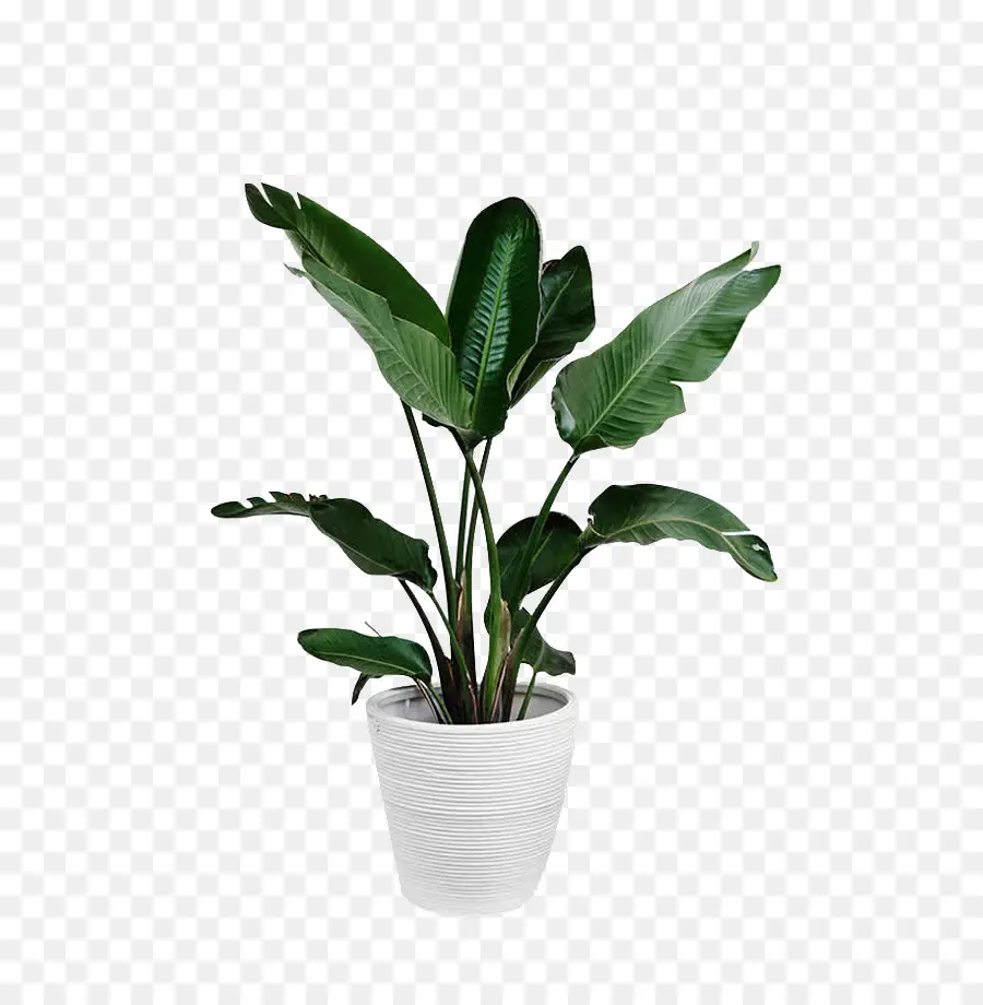 Arecaceae，Planta PNG