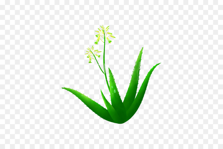 Aloe Vera，Planta PNG