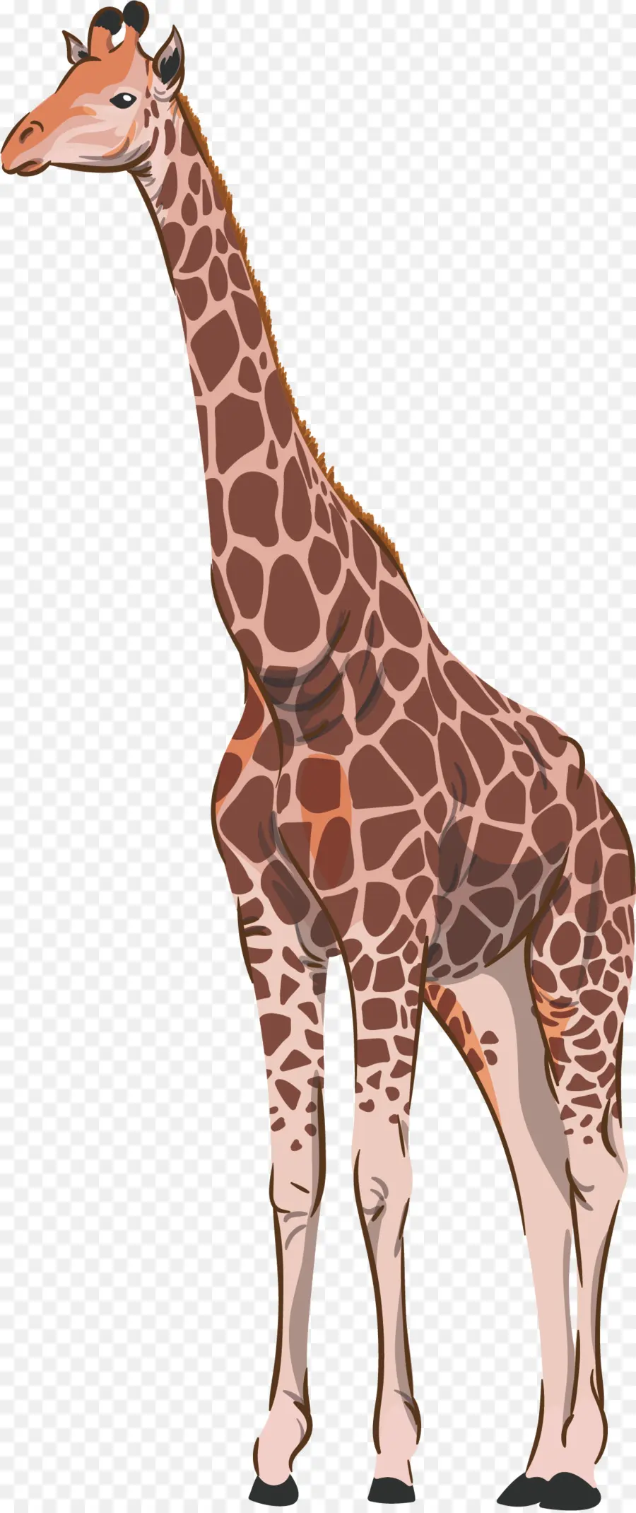 Norte Girafa，Comum De Avestruz PNG