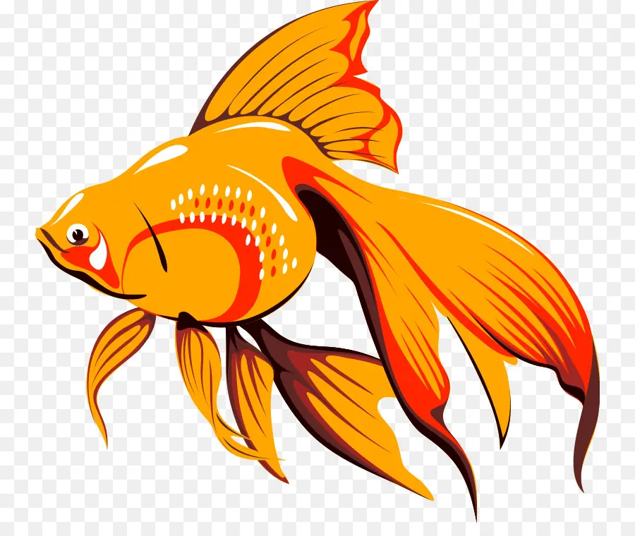 Veiltail，Peixe PNG