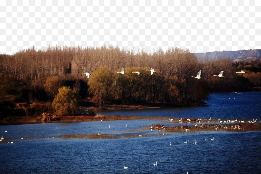 Lago Com Pássaros，água PNG