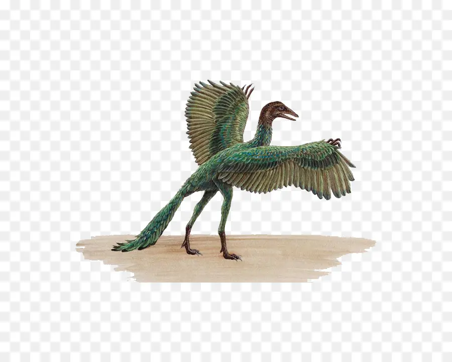 Arca De Sobrevivência Evoluiu，O Archaeopteryx PNG
