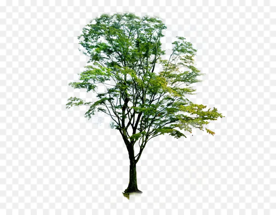 árvore De Neem，Paisagem PNG
