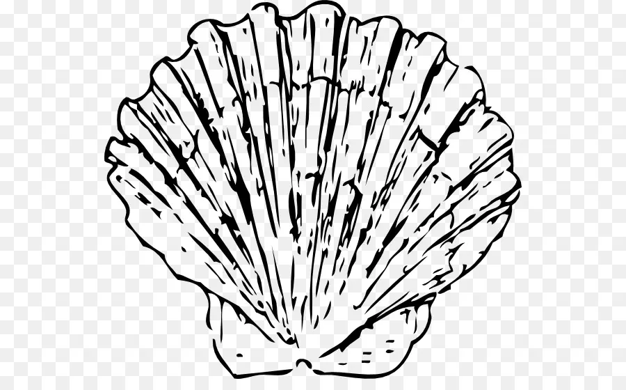 Seashell，Clam PNG