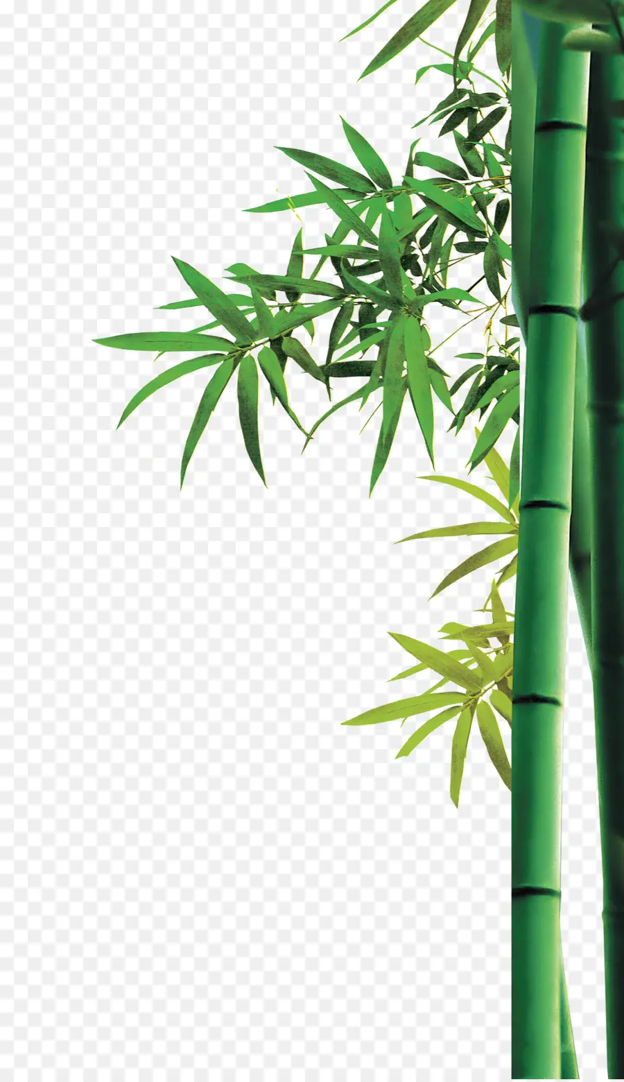 Bambu，Bambusa Oldhamii PNG
