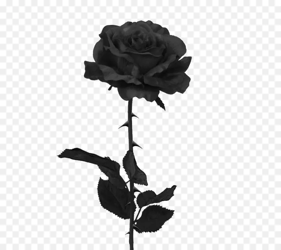 Black Rose，Rosa PNG