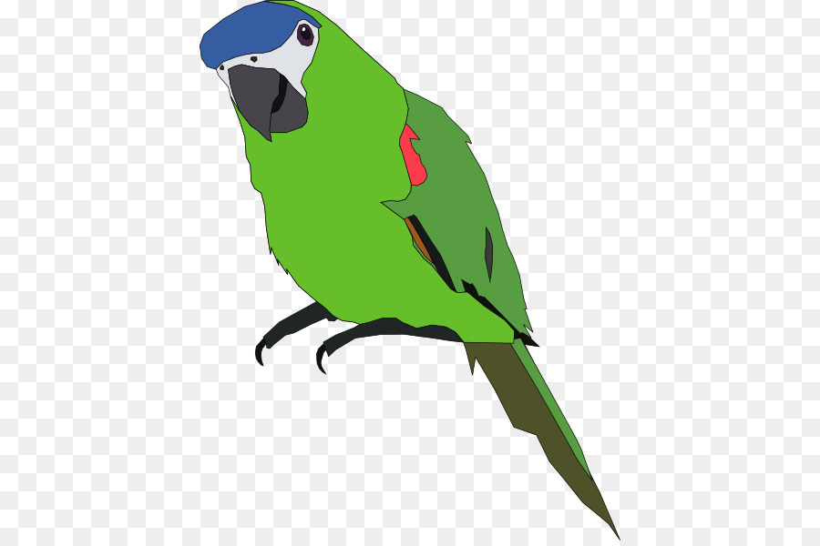 Papagaio Azul，Animal PNG