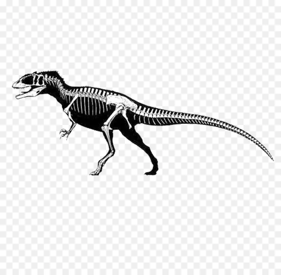 Esqueleto De Dinossauro，Tiranossauro Rex PNG