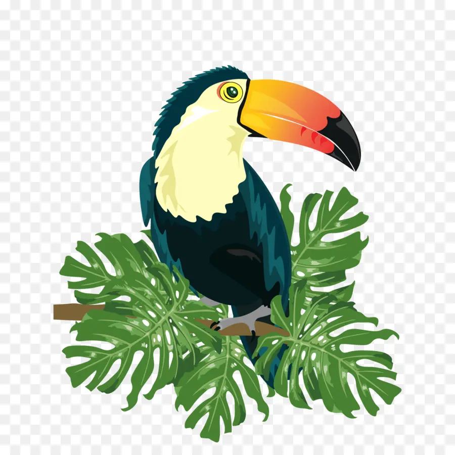 Ramphastinae，Aves PNG