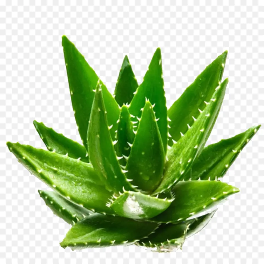 Aloe Vera，Verde PNG