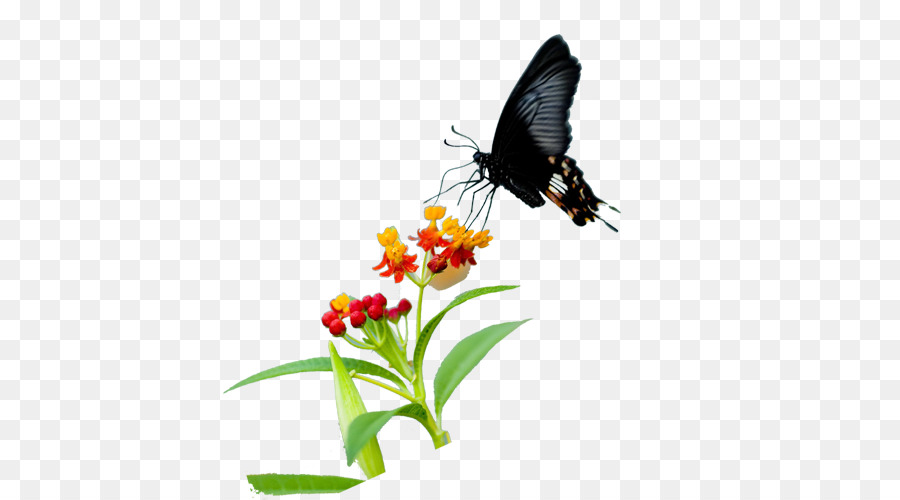 Borboleta Em Flor，Natureza PNG