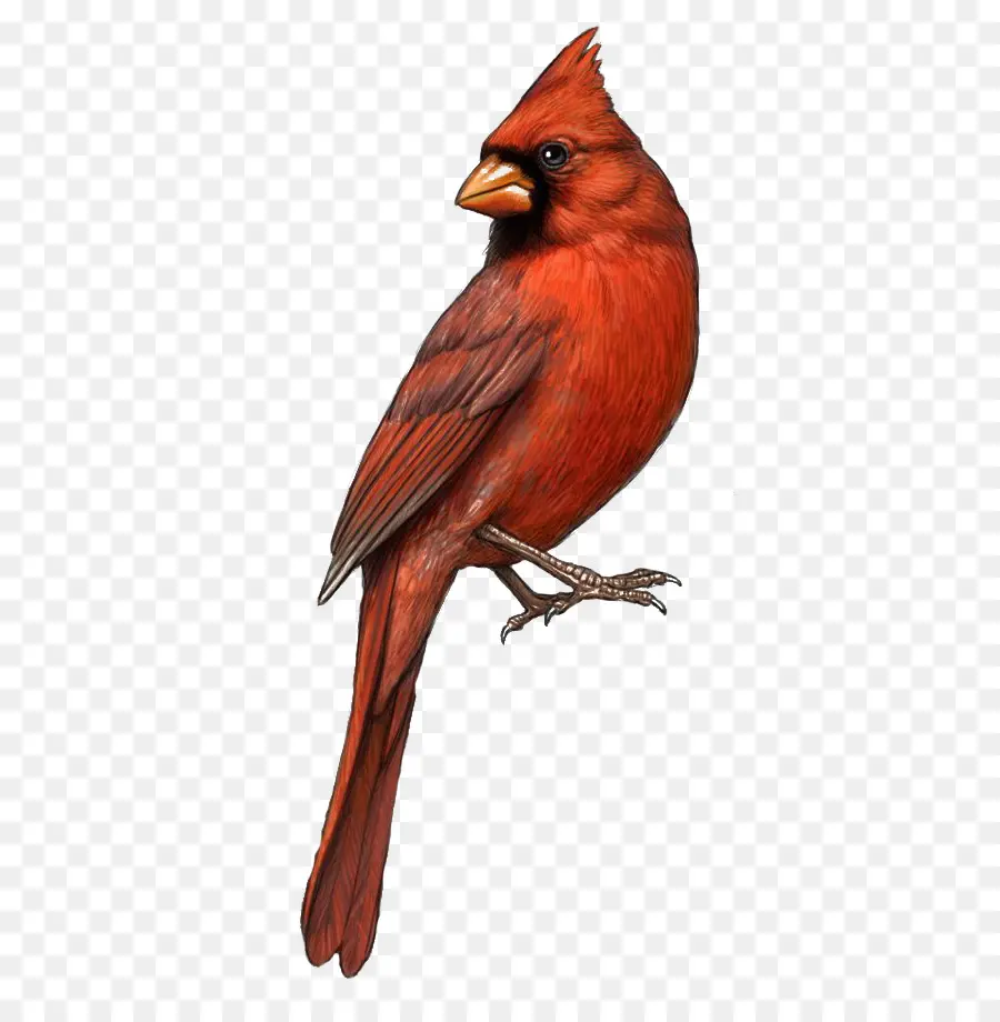 Aves，St Louis Cardinals PNG