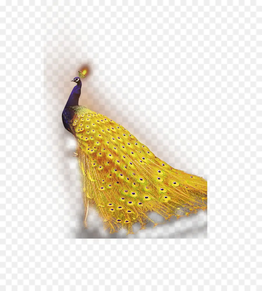 Pavão，Pássaro PNG