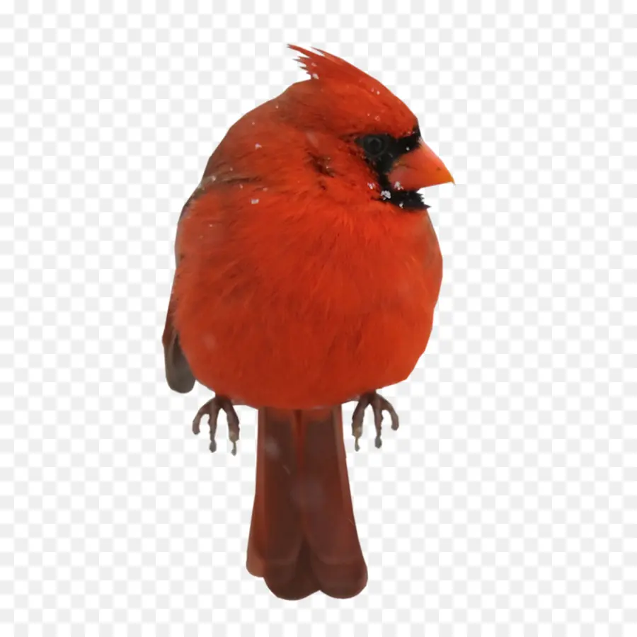 Pássaro Vermelho，Penas PNG