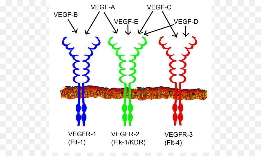 Fator De Crescimento Endotelial Vascular，Receptor De Vegf PNG