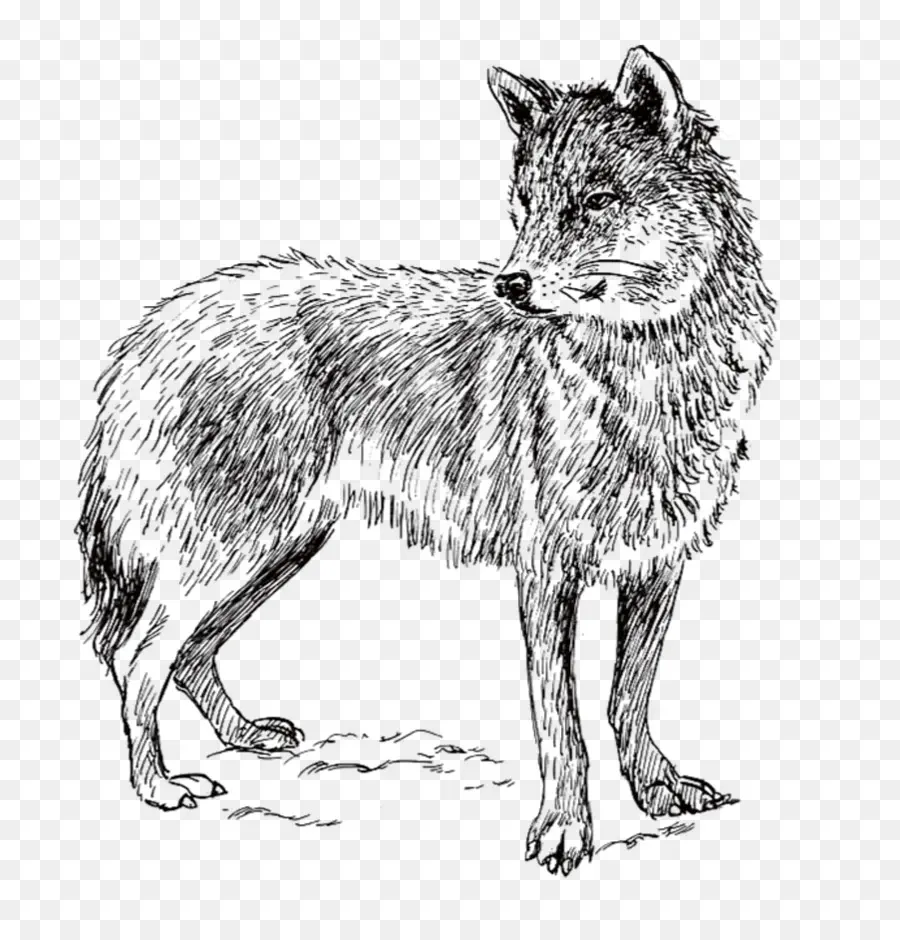 Arctic Wolf，Coyote PNG