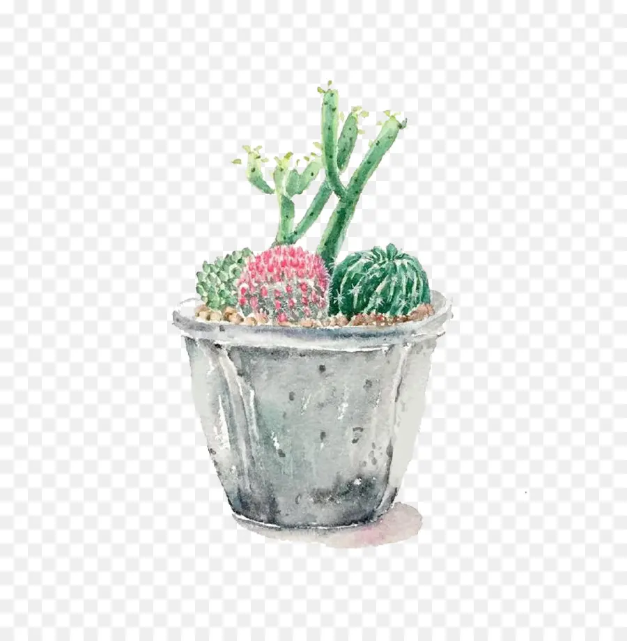 Cactaceae，Cartoon PNG