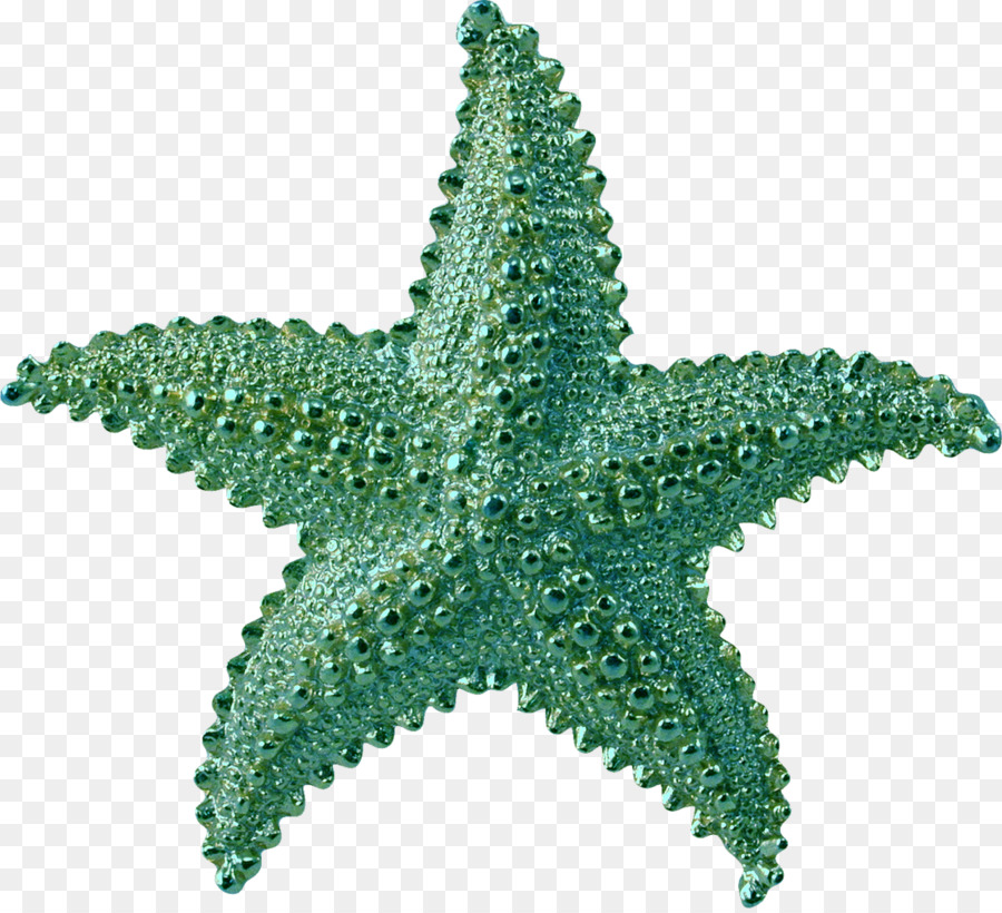 Estrela Do Mar，Photoscape PNG