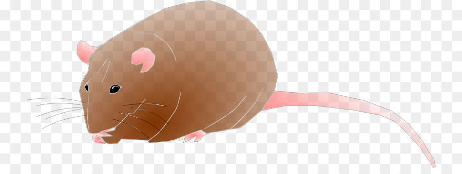 Rato，Roedor PNG