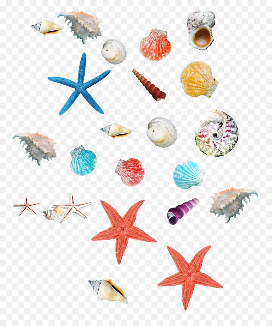 Seashell，Estrela Do Mar PNG