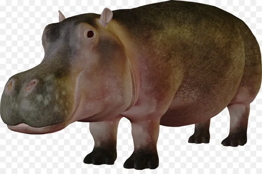 Hipopótamo，Resolução De Vídeo PNG