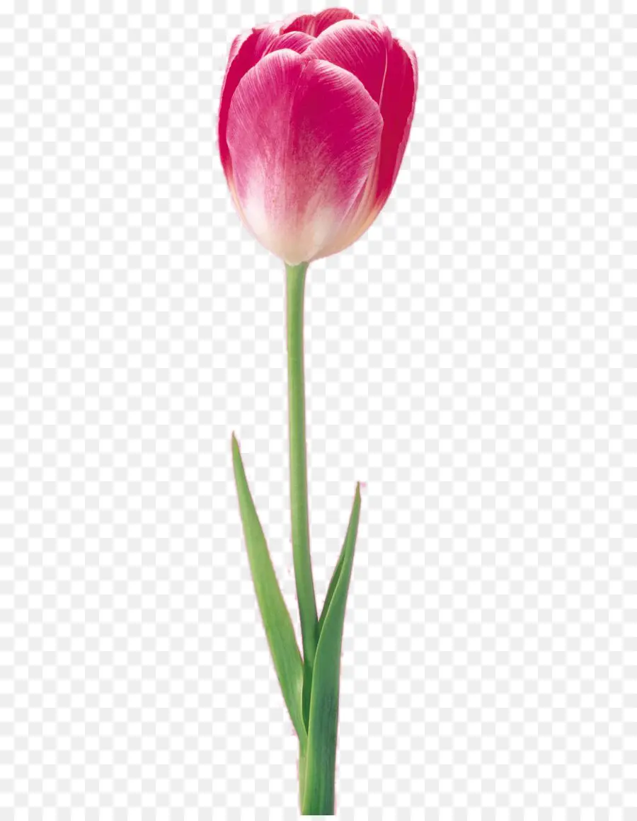 Tulip，Flor PNG