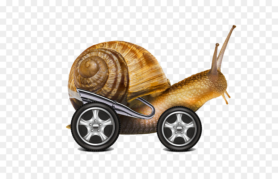 Caracol，Internet PNG