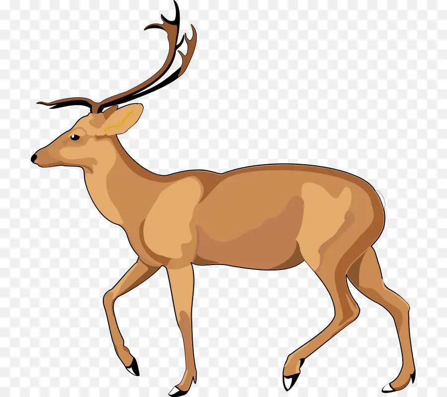 Antelope，Gazela PNG