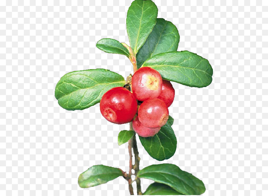 Berry，Cranberry PNG