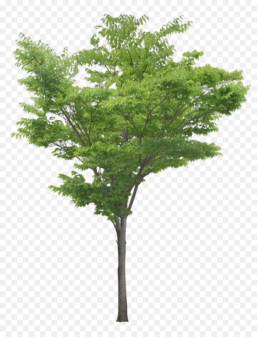 Populus Nigra，árvore PNG