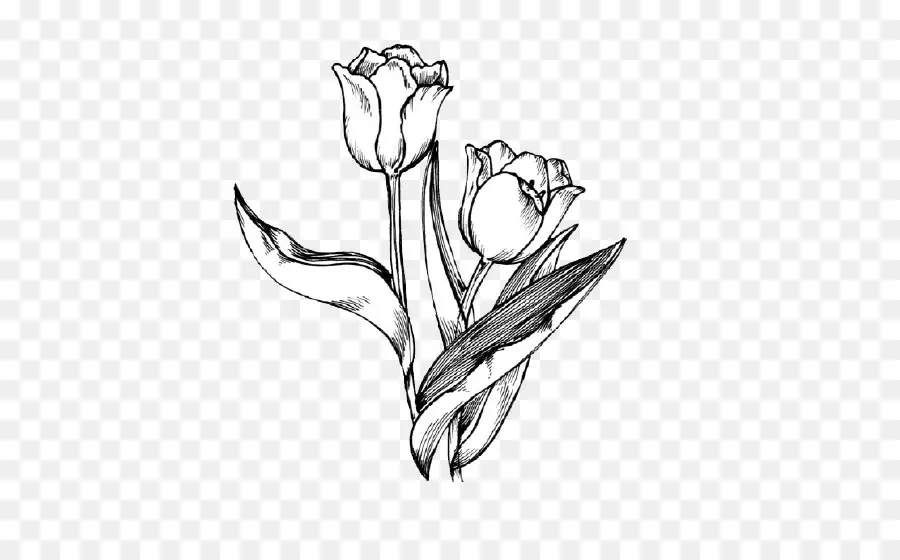 Tulip，Desenho PNG