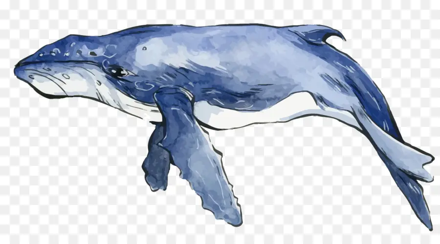 Dolphin，Pintura Em Aquarela PNG