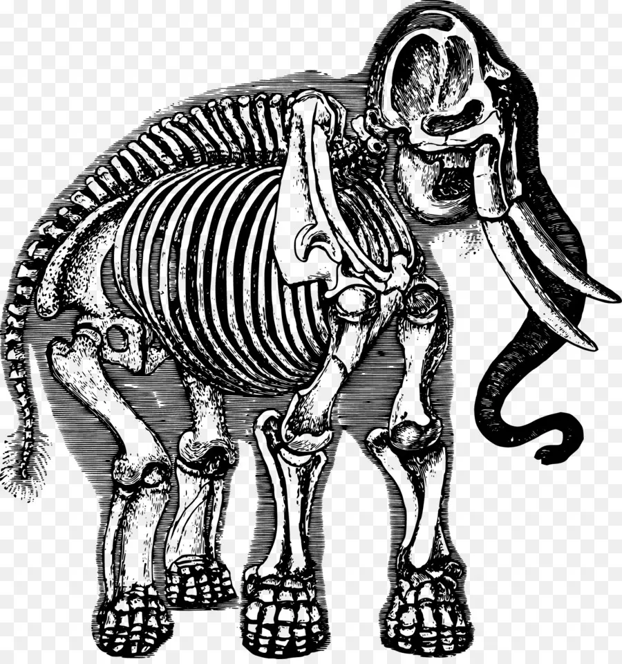 Esqueleto De Elefante，Ossos PNG