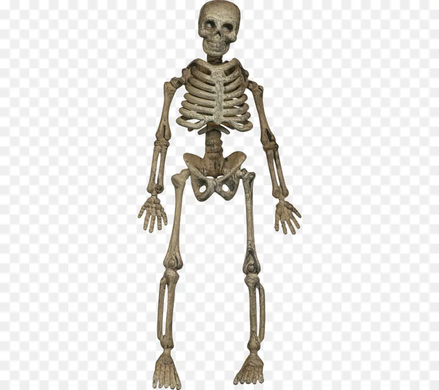 Esqueleto，O Homo Sapiens PNG