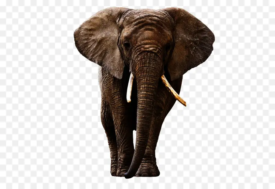 Elefante Indiano，Elefante Africano Da Floresta PNG