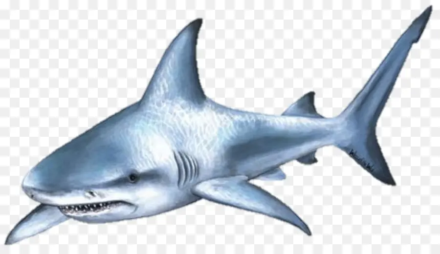 Tubarão，Ataque De Tubarão PNG