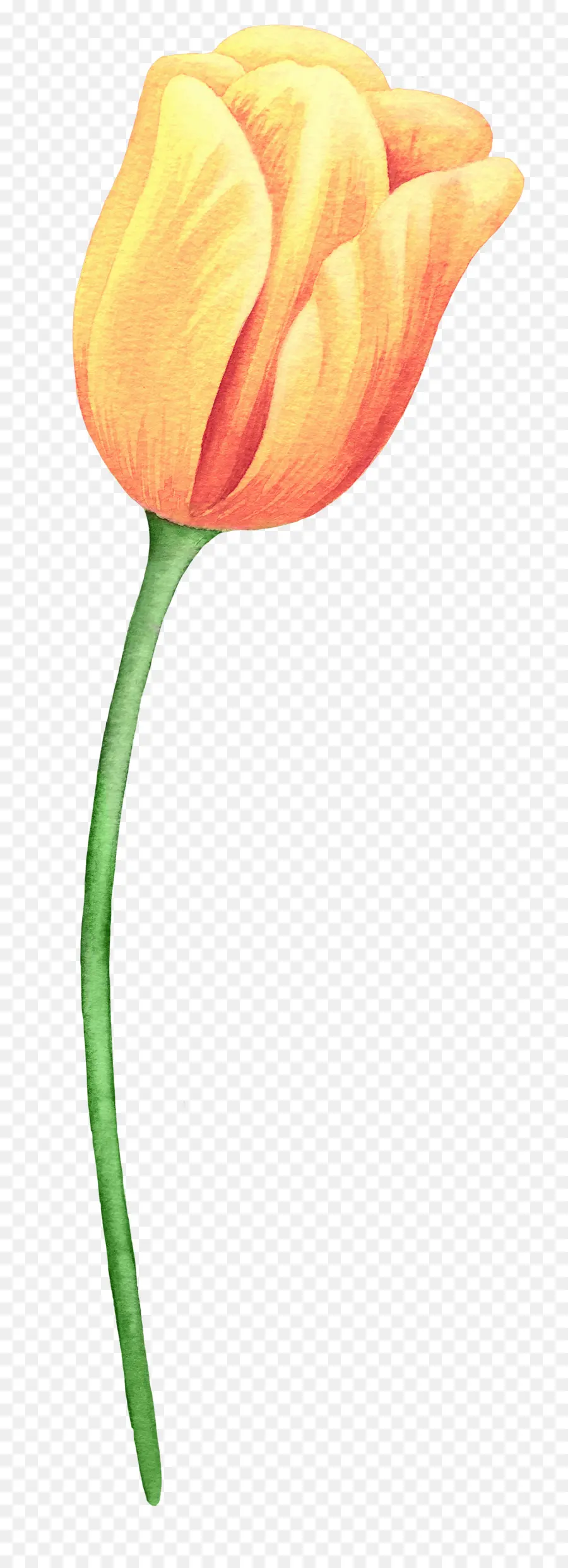 Tulip，Flor PNG