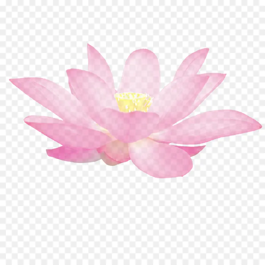 Nelumbo Nucifera，Gratis PNG