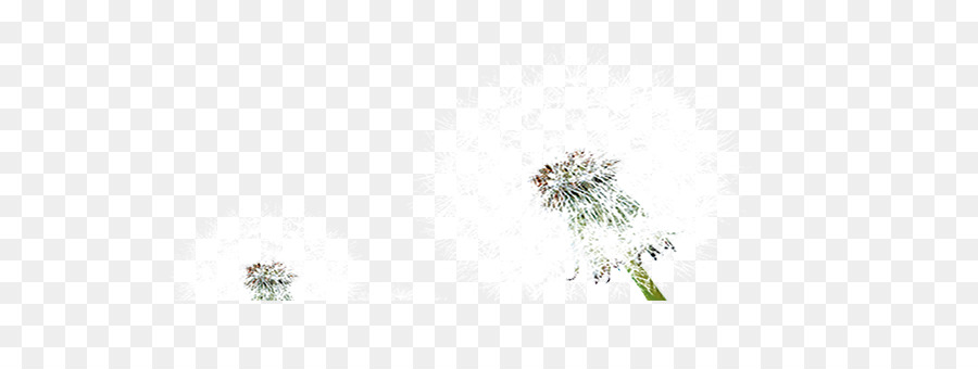 Design Floral，Computador PNG