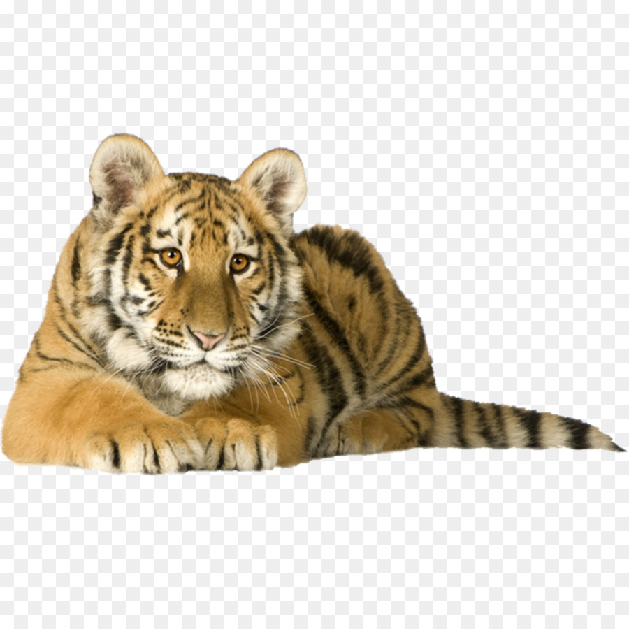 Tigre，Filhote PNG