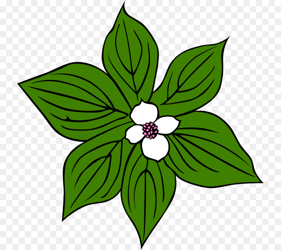 Folha Verde Com Flor，Folha PNG