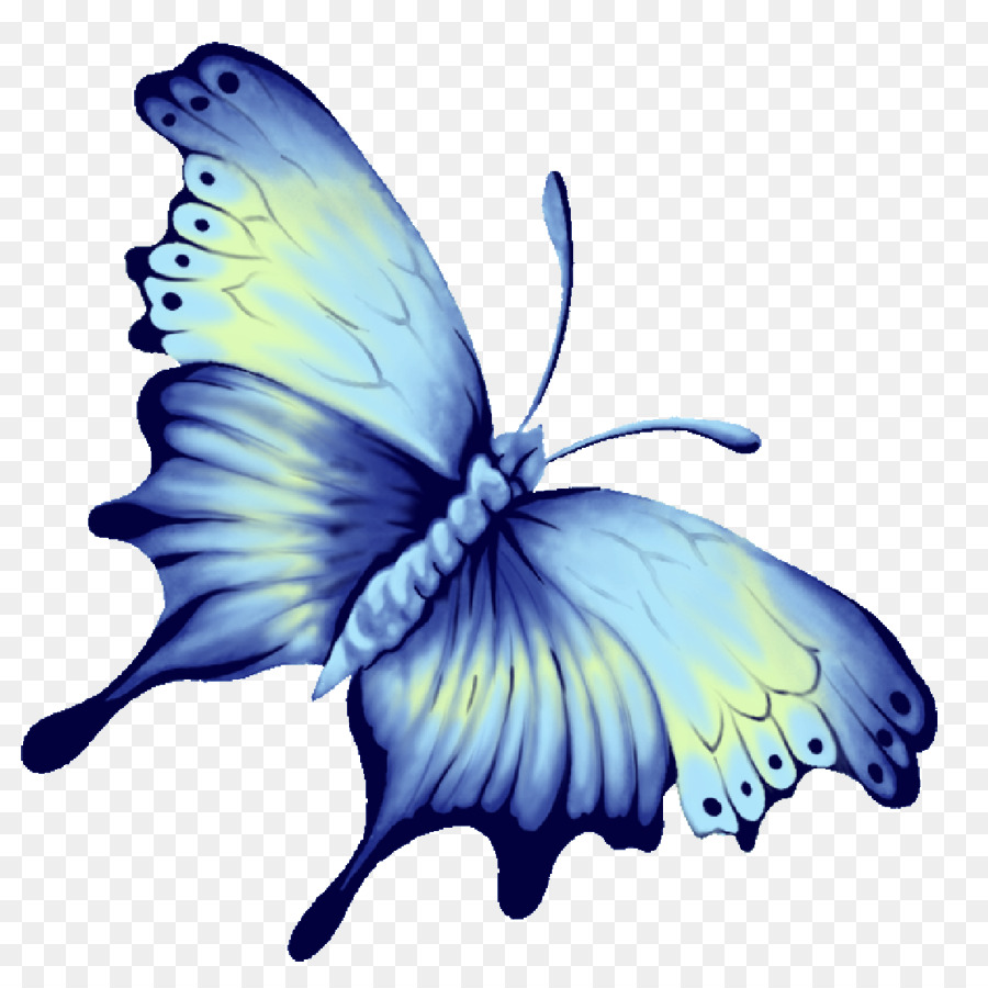 Borboleta，Azul PNG