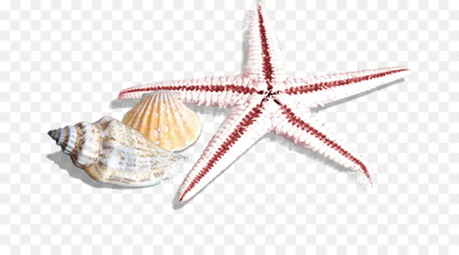 Estrela Do Mar，Conchas PNG