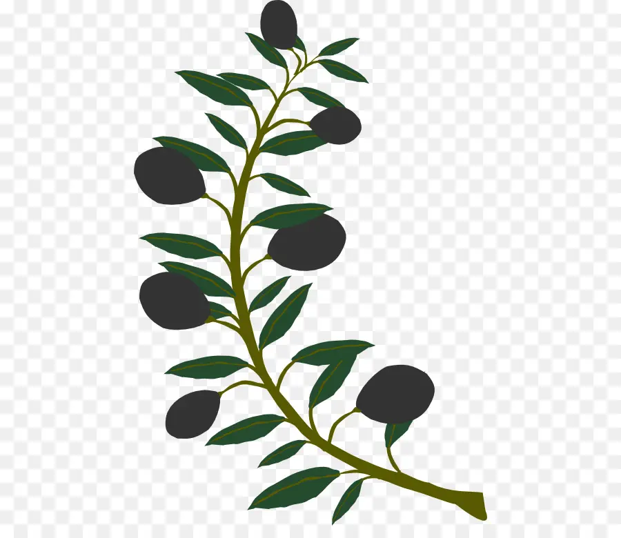 Olive Branch，Azeite De PNG
