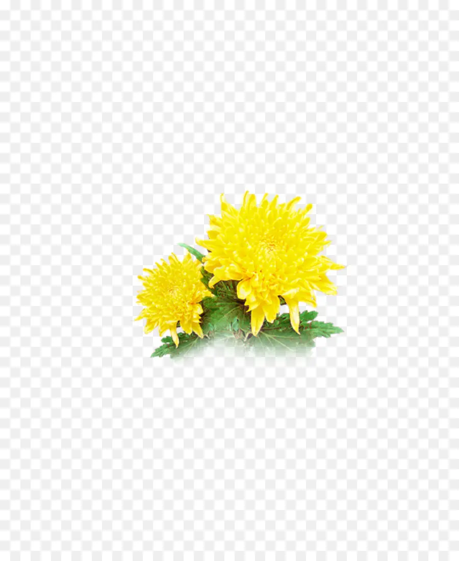 Flores Amarelas，Florescer PNG