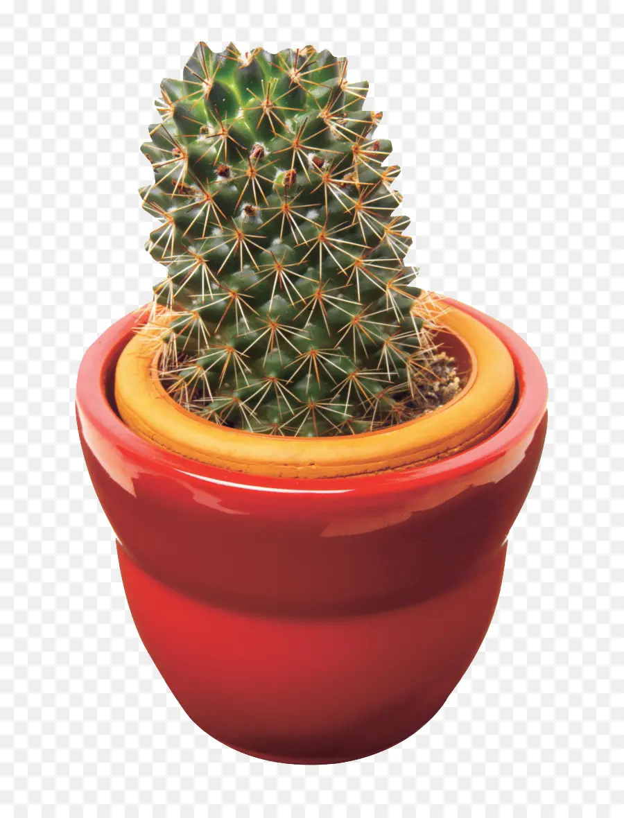 Cactaceae，Suculenta Planta PNG